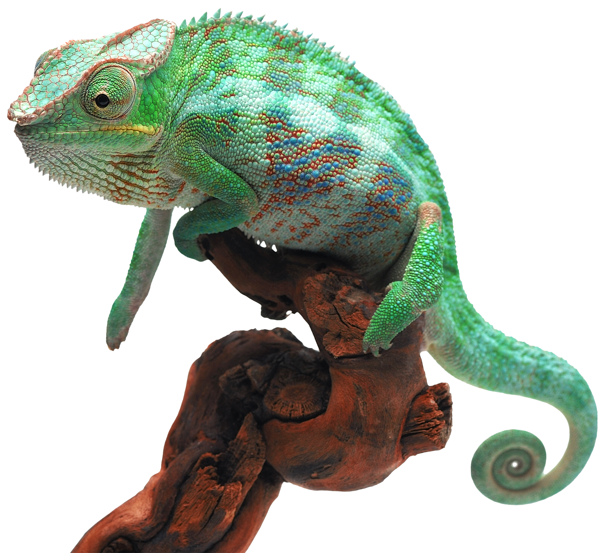 chamaeleon