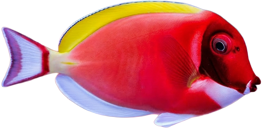 Foto von einem Fisch mit rotem Körper, gelbem Streifen am Rücken und weißen Flossenspitzen auf weißem Hintergrund.
