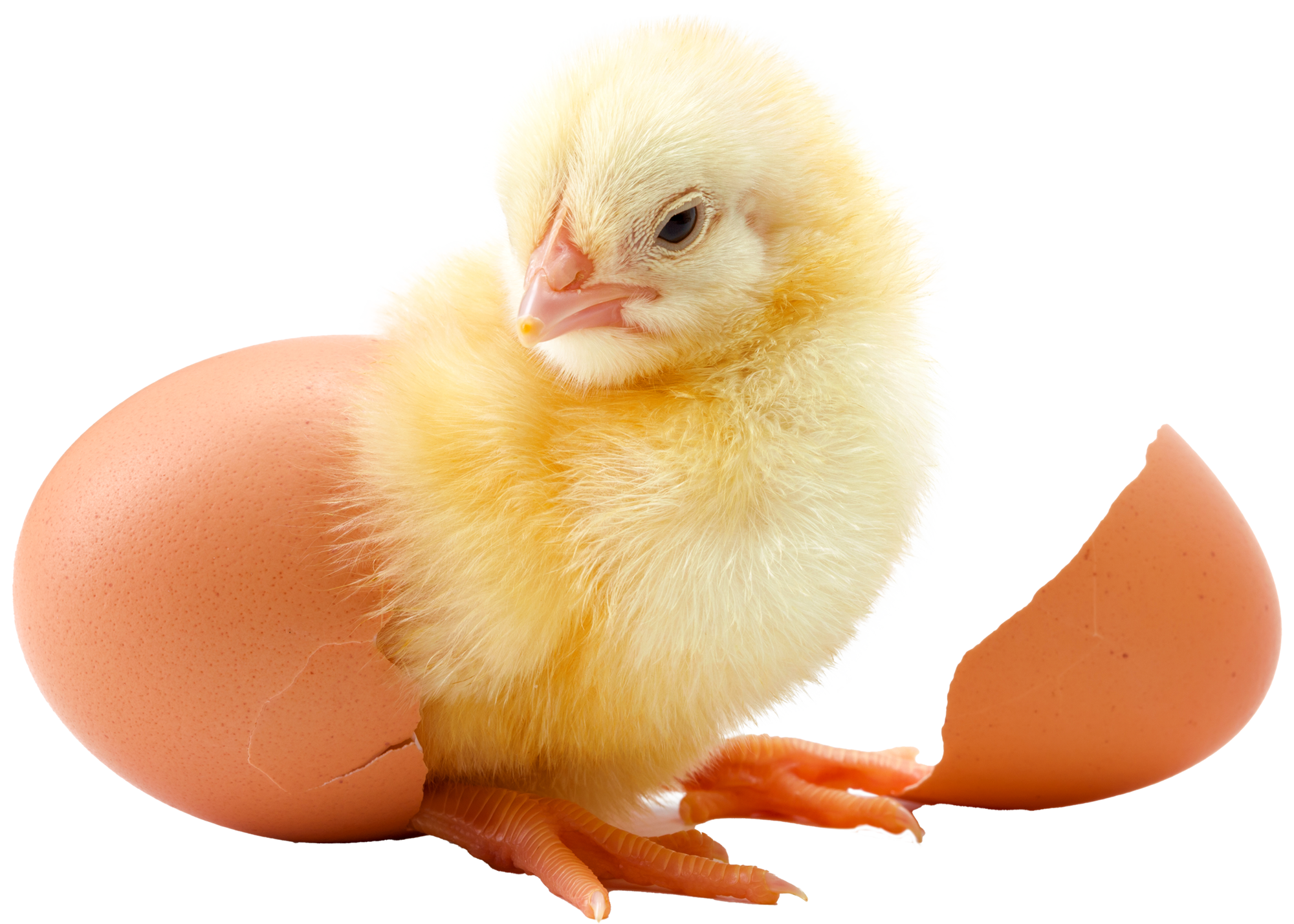 kuecken mit eierschale