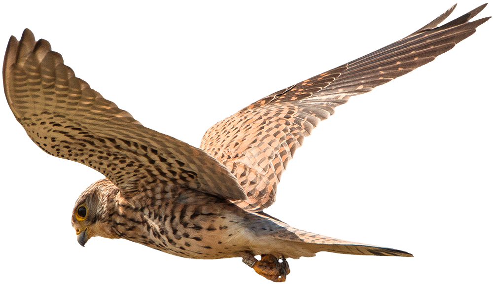 Turmfalke