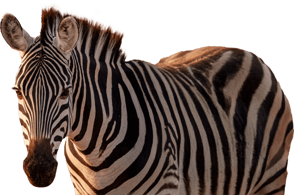 zebra